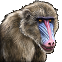 Baboon